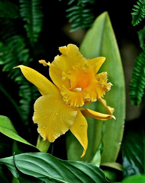 Longwood gardensdick stanton (4)